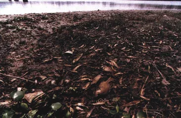 长江污水三角洲1
