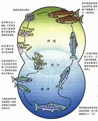 鲑鱼：并非虚拟的濒危动物
