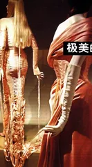 极美的嚎叫