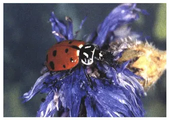 恐怖的虫族6