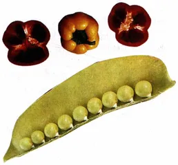 谁在争吃功能食品3