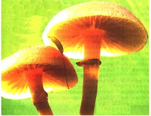 “奔跑”的植物和病毒