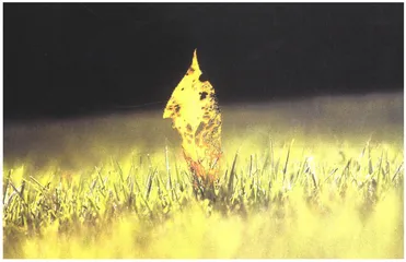 “奔跑”的植物和病毒1