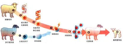 中美英克隆大战10