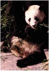 大熊猫的中国特权2