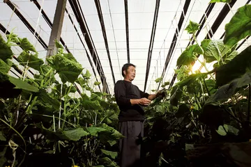 ​蔬菜涨价的动力3