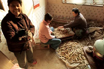 ​药都安国考察：中药材涨价问题