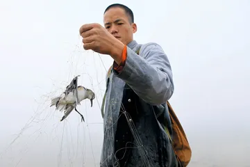 ​鄱阳湖候鸟捕杀调查