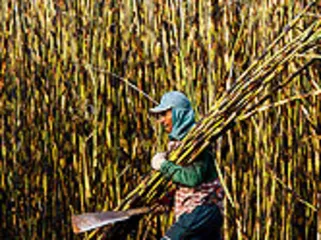 ​生物质能源的第二个春天