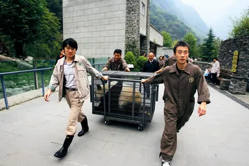 熊猫死亡事件与利益链盛衰2