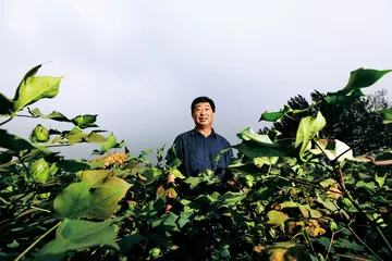 棉花战争1