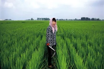 五常假大米事件：“老乔家”的溃败之路
