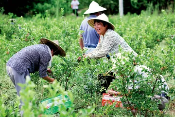 一个蓝莓基地的南方样本