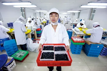 一个蓝莓基地的南方样本2