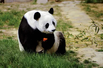 熊猫死亡事件与利益链盛衰