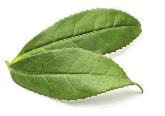 茶人与功夫茶1