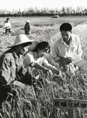 中国社科院农村发展所：智力与政策之间