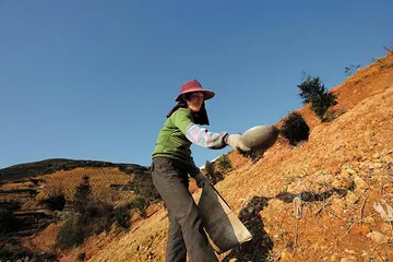 安溪铁观音的“音韵”密码2