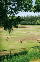 呦呦鹿鸣,从南海子说起3
