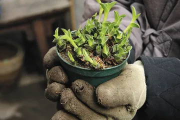 花草茶事里的生活美学 打盹一族1