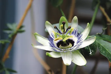 花草茶事里的生活美学 打盹一族2