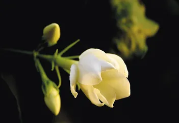 花·鱼·咖啡·微物之神4