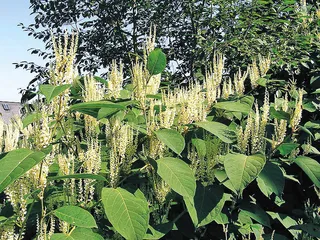 生物防治靠得住吗？