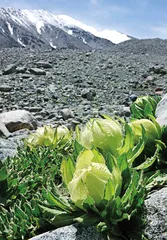从古尔班通古特沙漠戈壁到阿尔泰山的旅行3