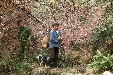 六安瓜片：最复杂的绿茶1