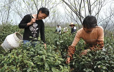 六安瓜片：最复杂的绿茶2
