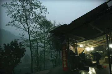 峨嵋山的好茶量产1