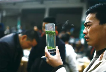 峨嵋山的好茶量产4