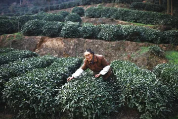 蒙山顶上茶
