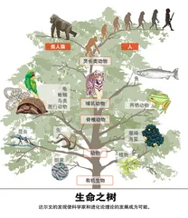 谁的进化论2
