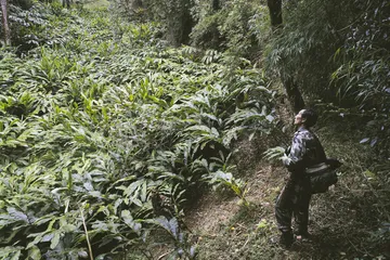 高黎贡山的白眉长臂猿2