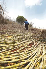 湛江“糖王”庞贵雄之死