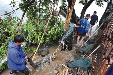 “黑格比”过境白藤湖1