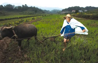 麒麟村试验:土地流转的乡村变局