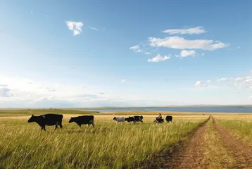奶牛到牛奶:奶源地的利益链