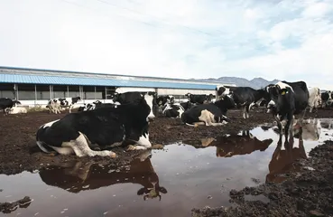 奶牛到牛奶:奶源地的利益链2