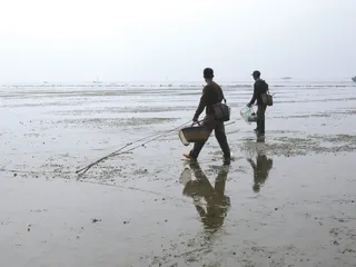 “美人鱼”的劫难1