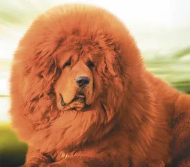 张伯虎和他的千万獒园1