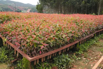 造纸业的云南梦5