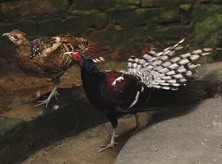 黑颈长尾雉的回归试验1