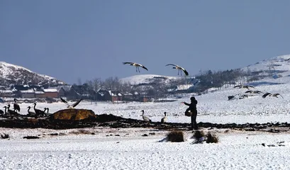 黑颈鹤与山乡1