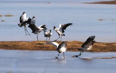 黑颈鹤与山乡2