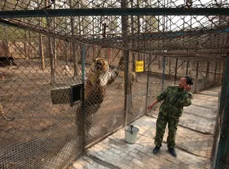 东北虎家园的烦恼3