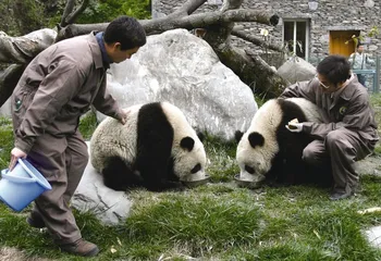 ​熊猫宝宝的呵护者们