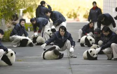 ​熊猫宝宝的呵护者们2