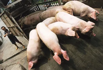 ​猪肉涨价